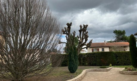 L'entreprise Aux Charmes du Jardin vous propose l'élagage d'un saule pleureur à Marennes 