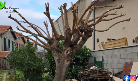L'Entreprise Aux Charmes du Jardin vous propose l'élagage d'un arbre à Villeurbanne (69)